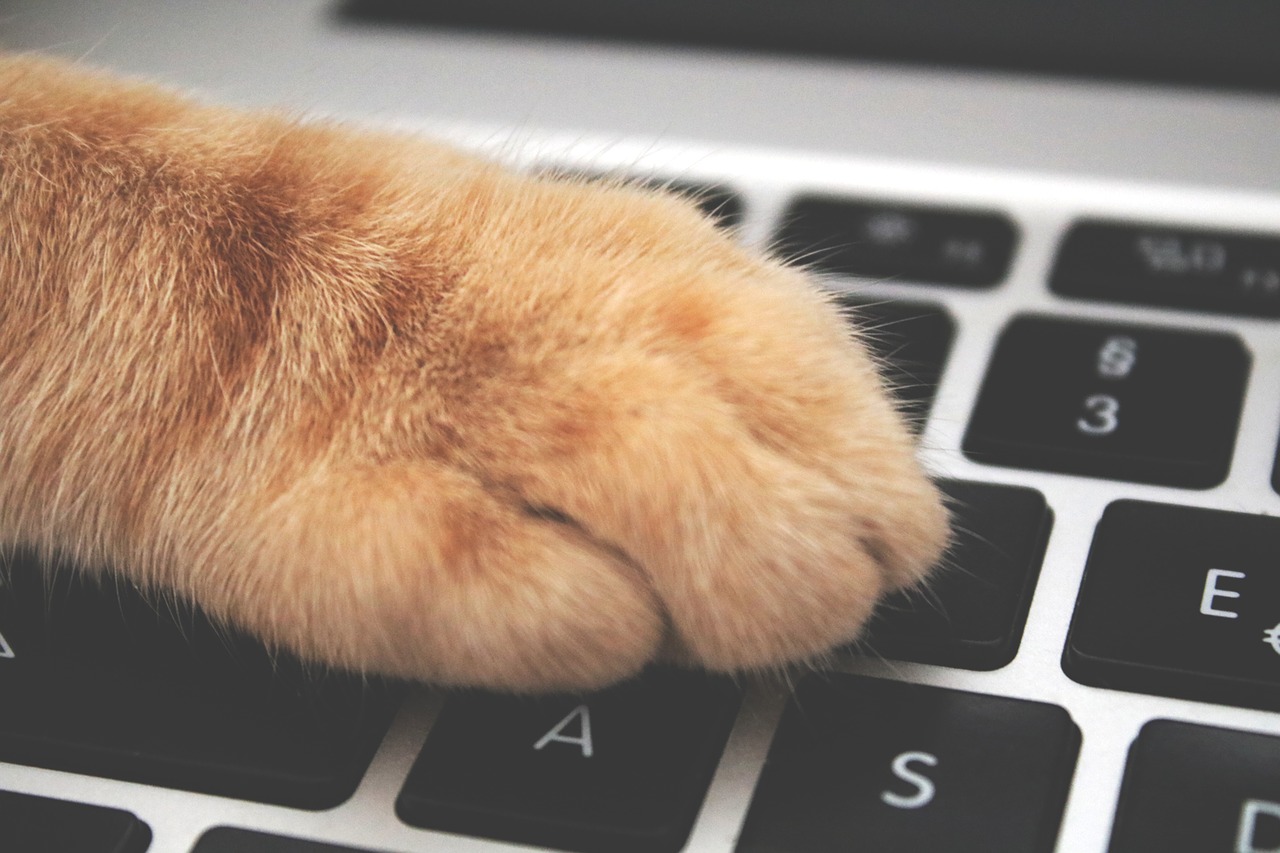 cat paw on a keyboard